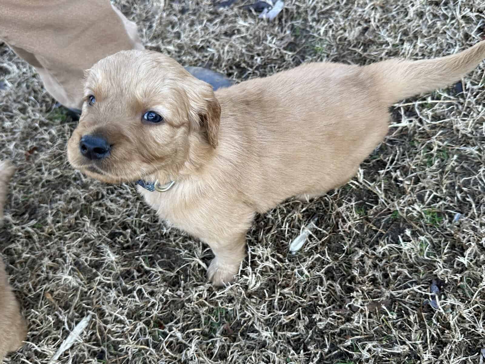 AKC Golden Retriever pups image 12