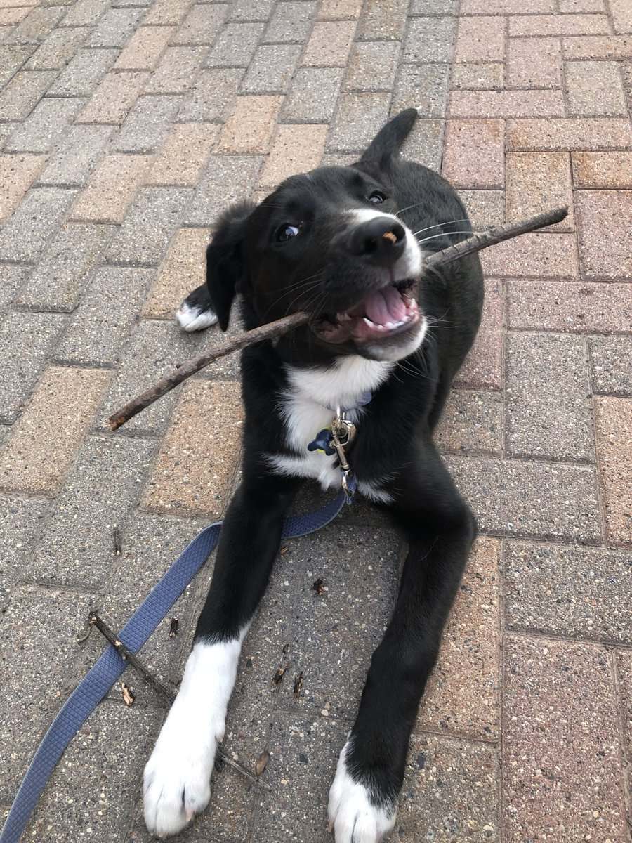 Kobe needs a home! image 4