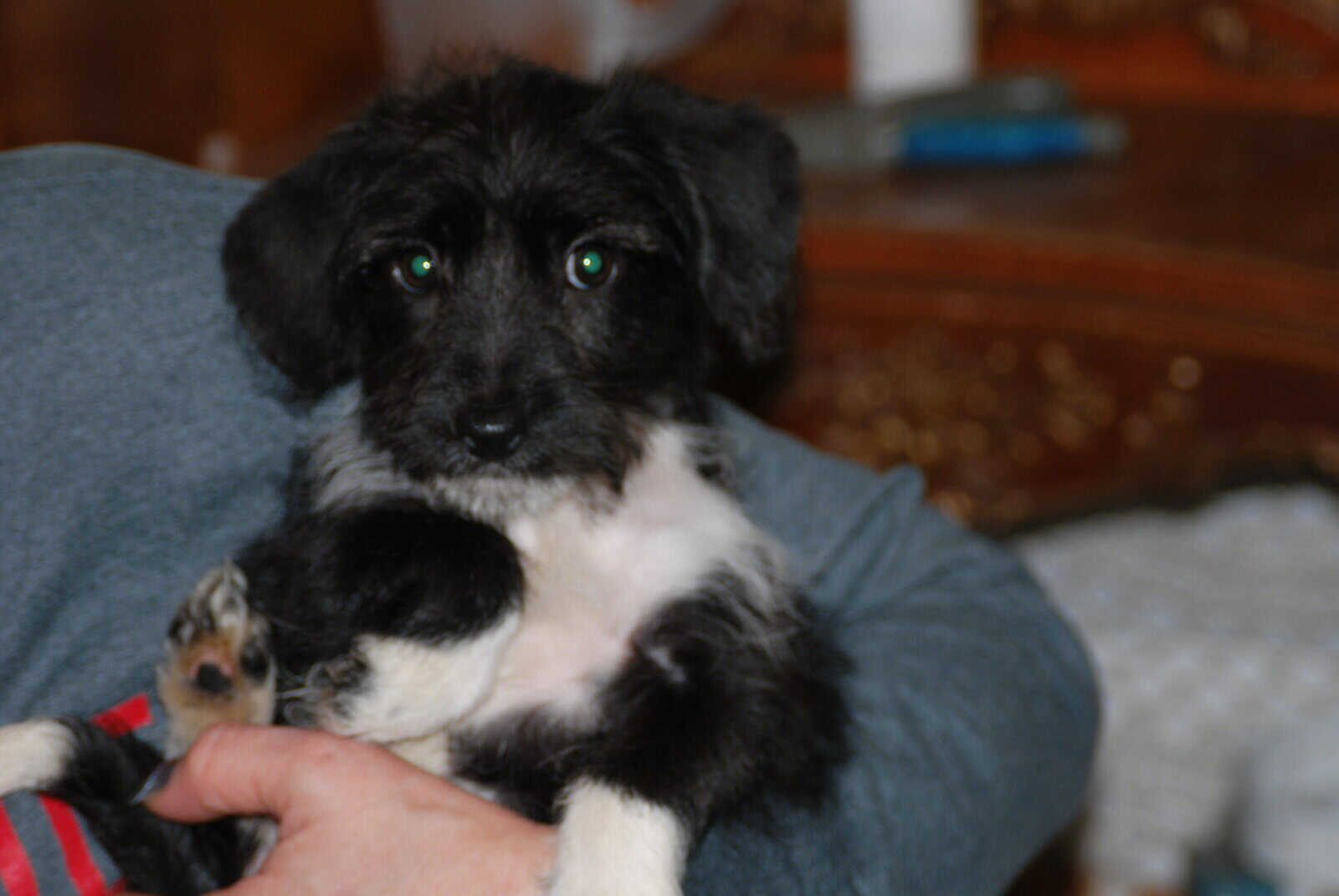 🐶 Puppies Looking for Good Homes 🐶 image 2