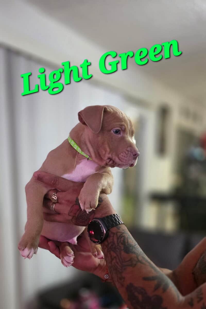 Male pitbull puppies image 8