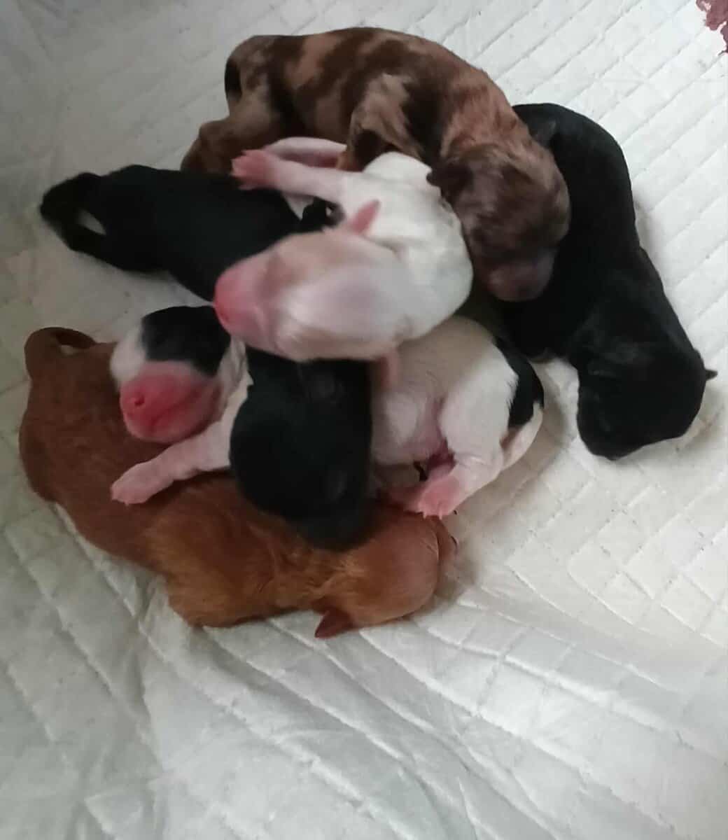 Maltipoo puppies image 2