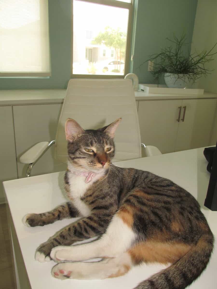 Sweet baby girl cat needs to be rehomed image 3