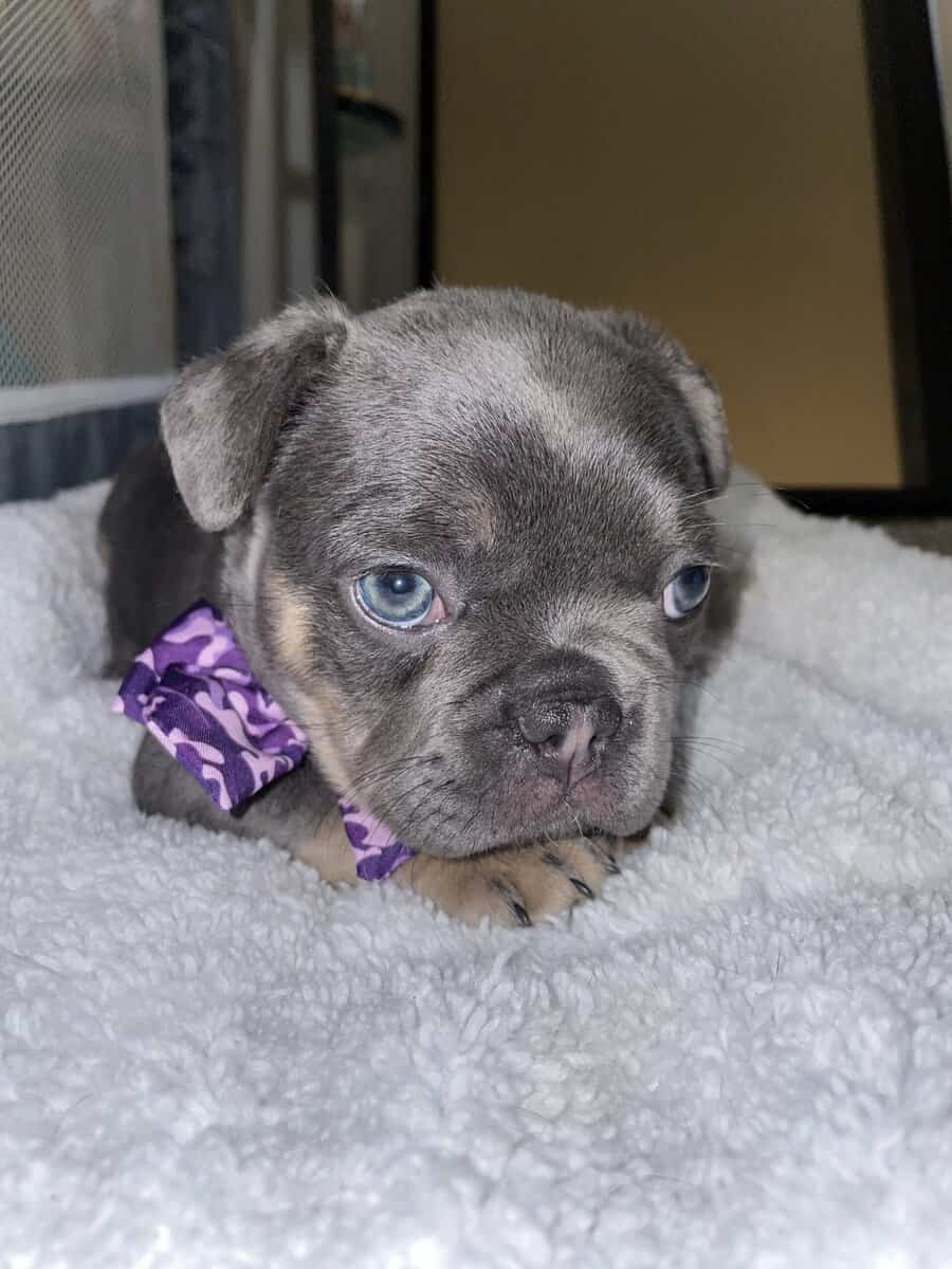 Lady, French bulldog image 2