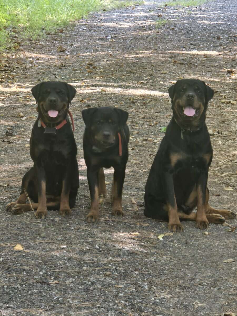 AKC Registered Rottweiler Puppies image 5