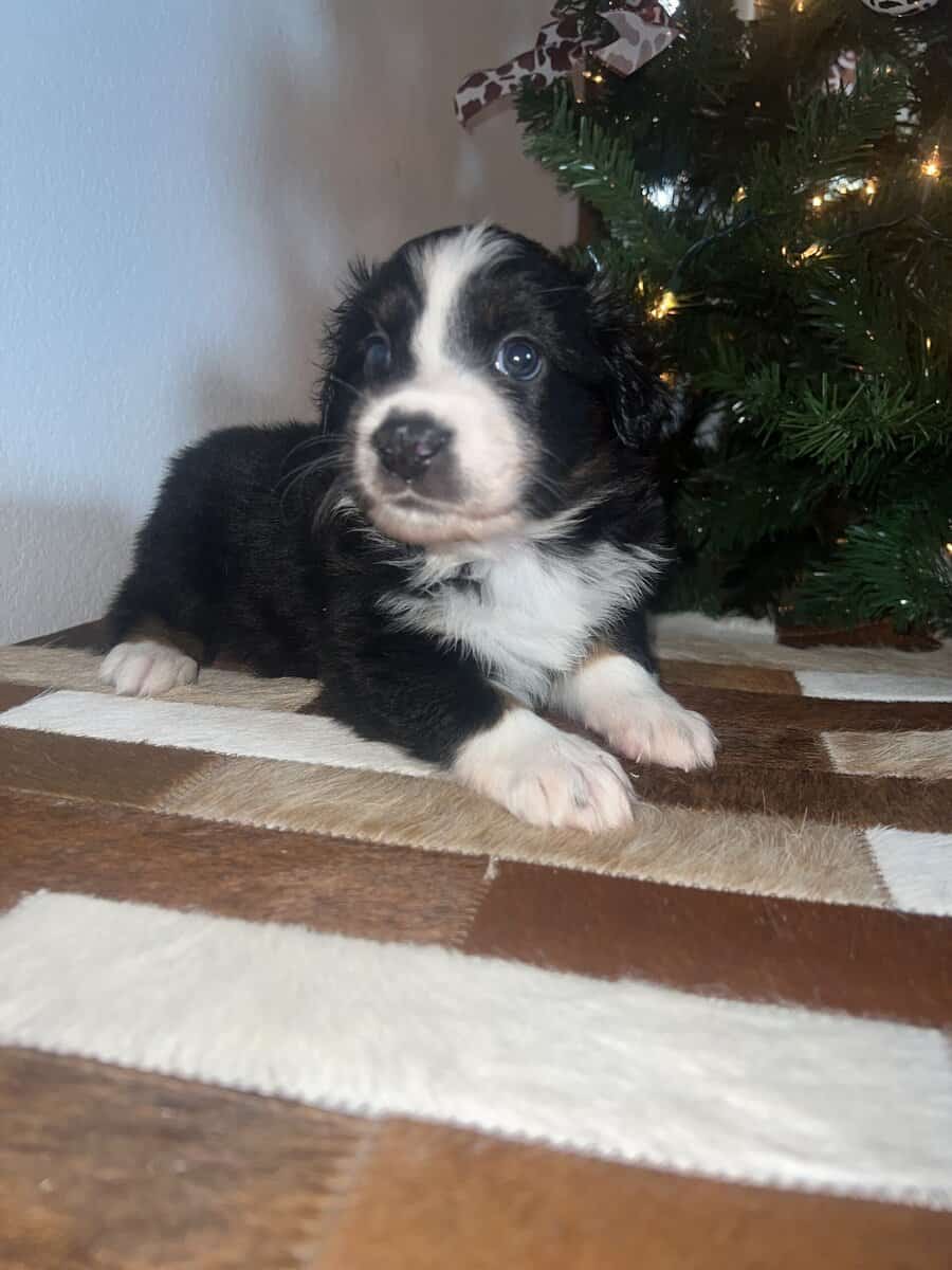 Toy/mini Aussie image 3