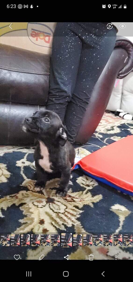 Staffie Pups image 3