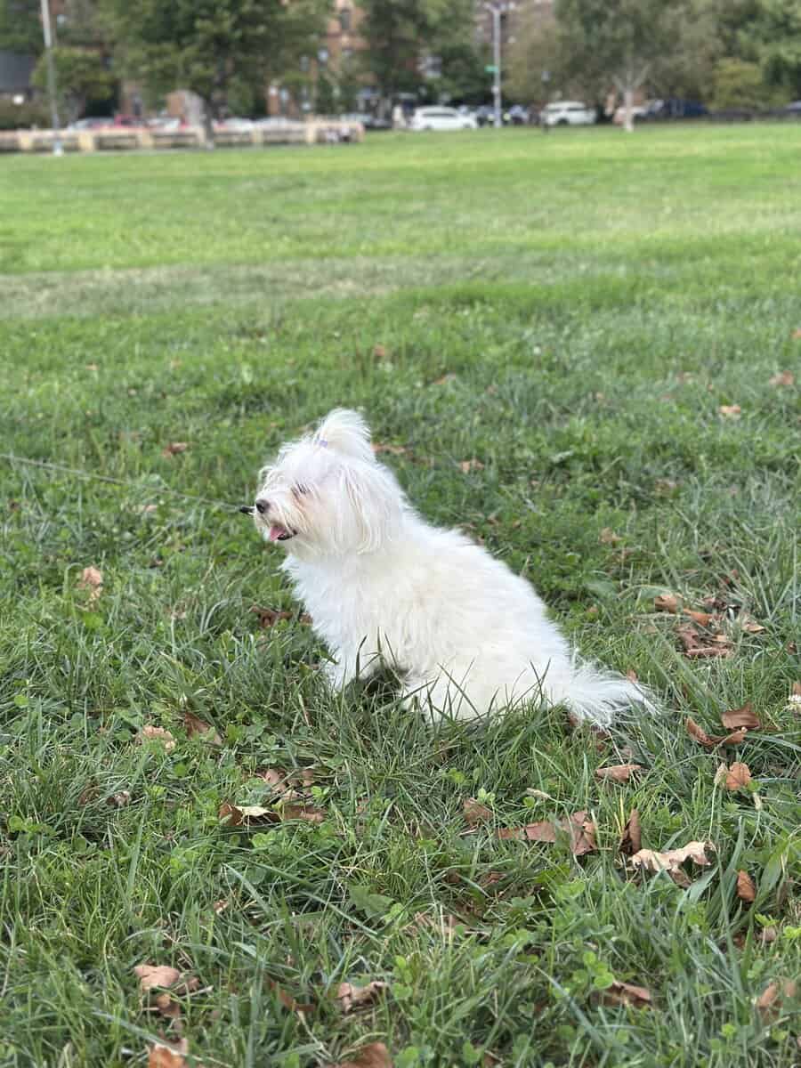 Playful and cuddly 12-month-old male Maltese image 1