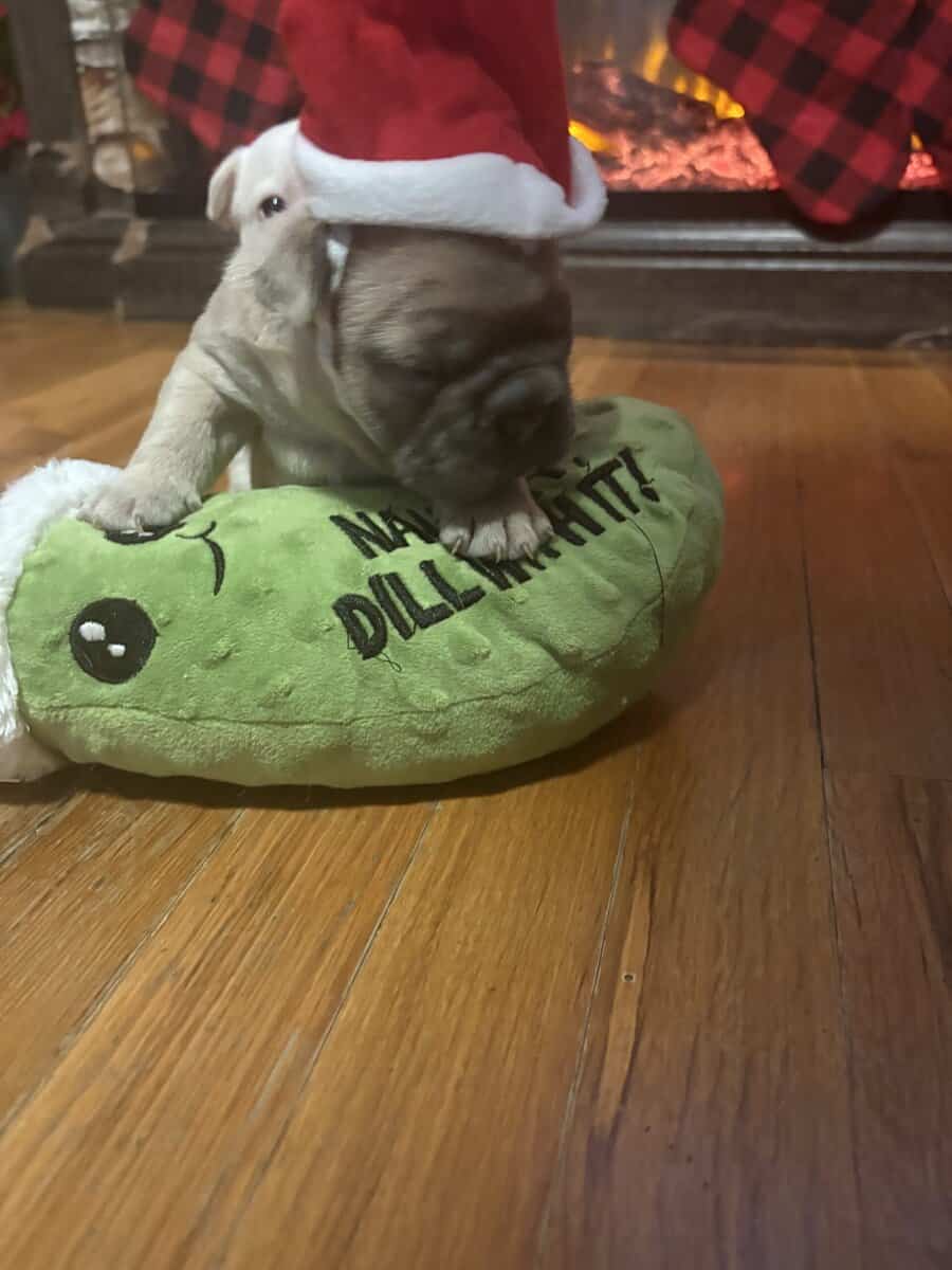 FRENCH BULLDOG PUPs image 1