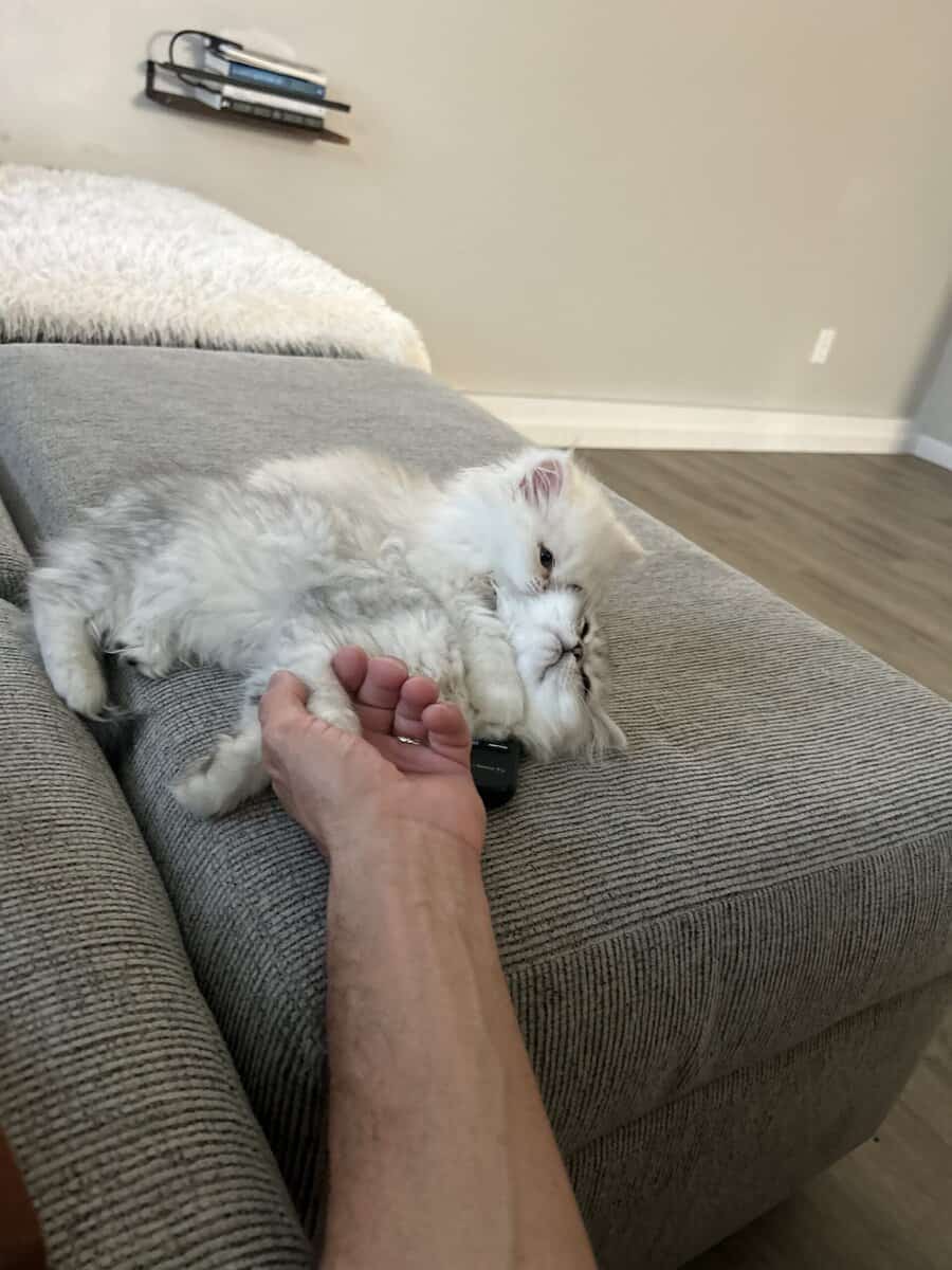Two cats female and male 6 months old Persian image 16