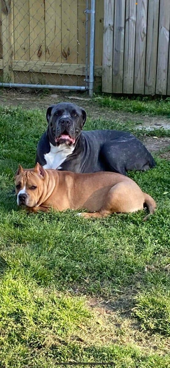 Rehoming 2 dogs asap image 3