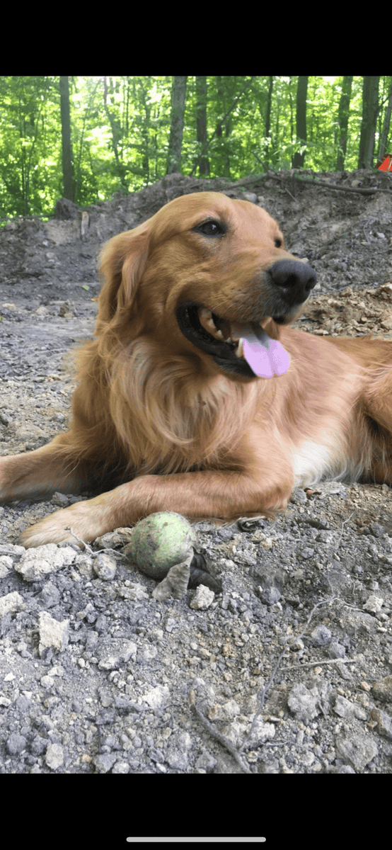 Golden Retriever/Doodle Puppies image 3