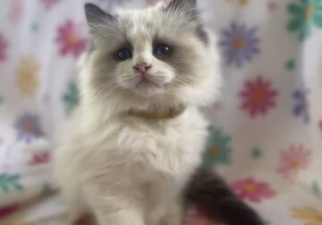 Ragdoll Kittens For Christmas (TICA)