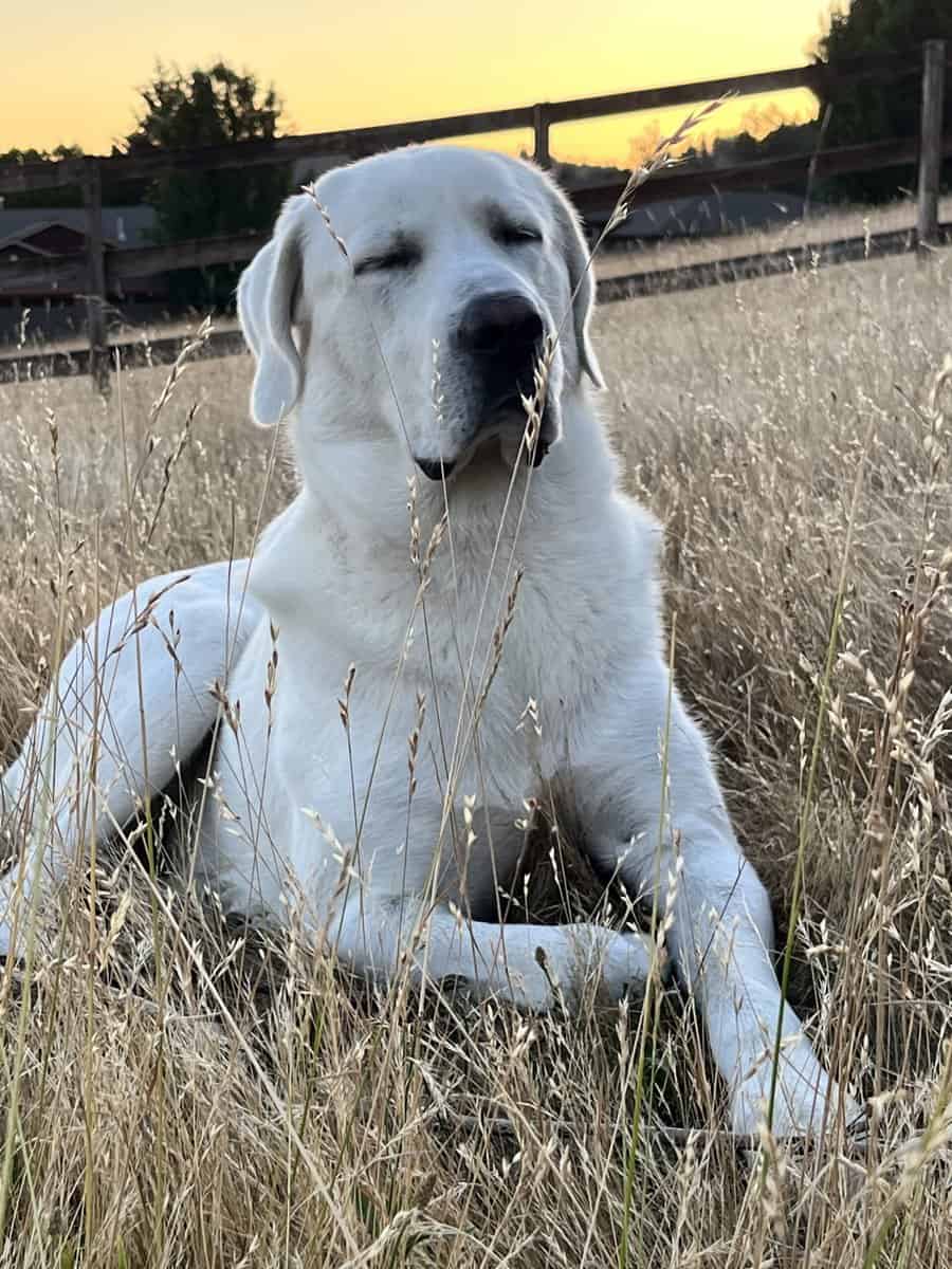 5 year old Akbash/ Great Pyrenees LGD image 3