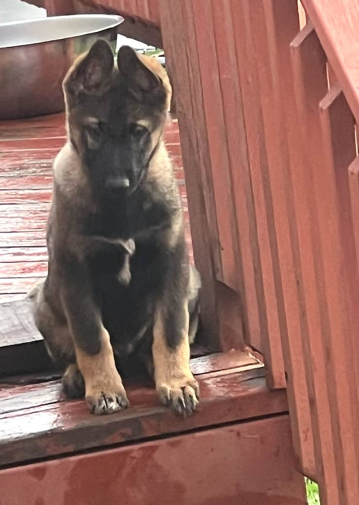 Ready for my forever home image 2