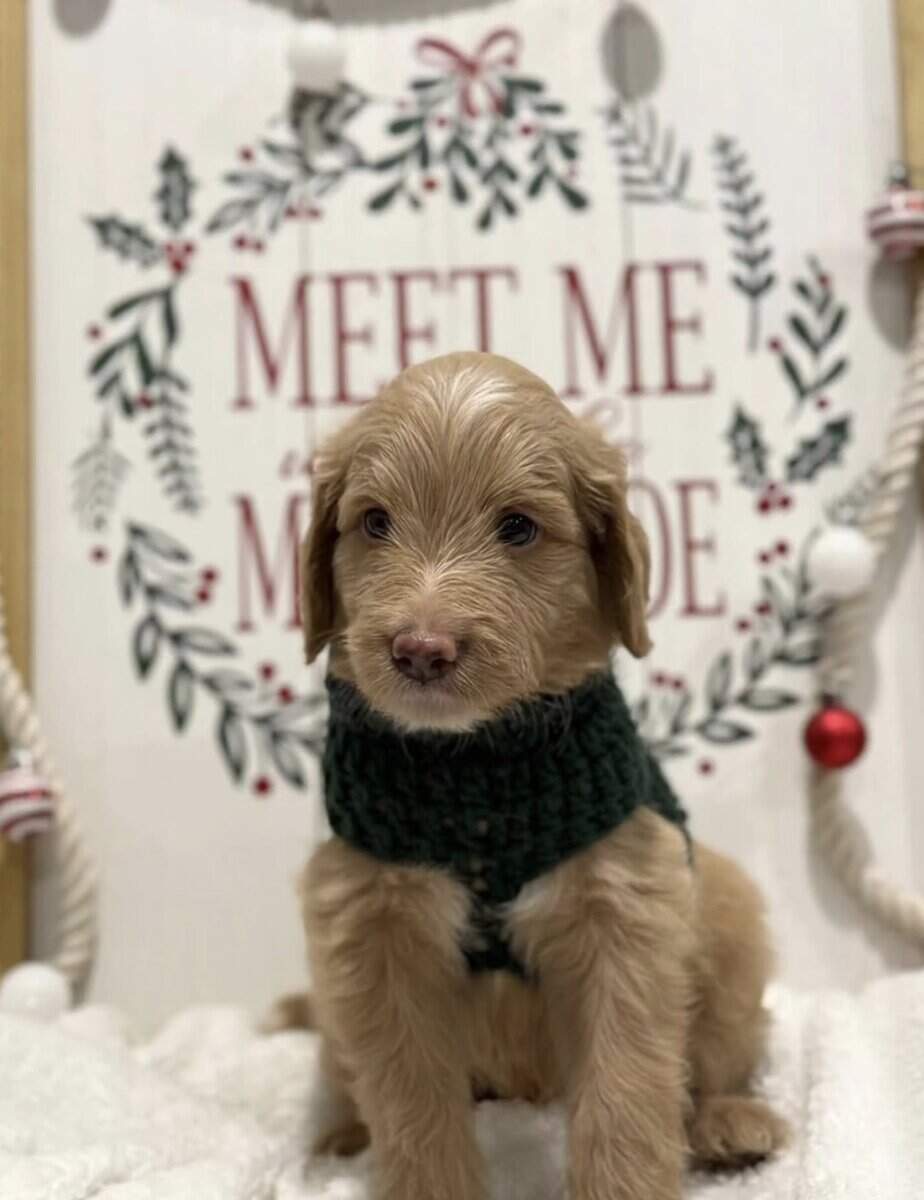 Golden Aussiedoodle image 3
