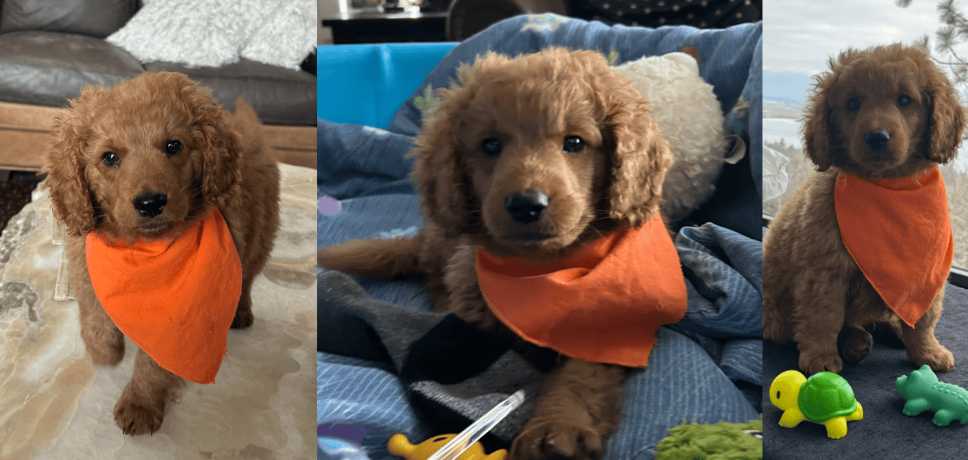 Mini-Golden Doodle Pups (Teacup to Toy size) image 3