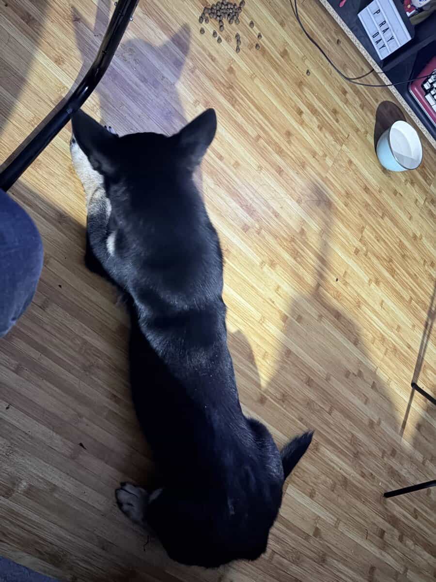 Corgi shepherd puppy image 4