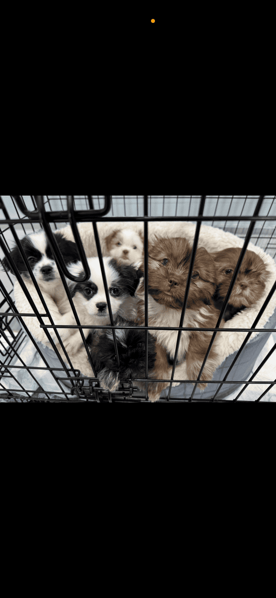 Shih Tzu Puppies image 2