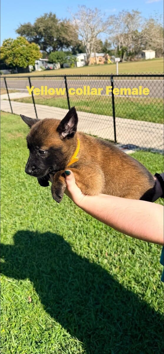 Belgian Malinois pups image 6