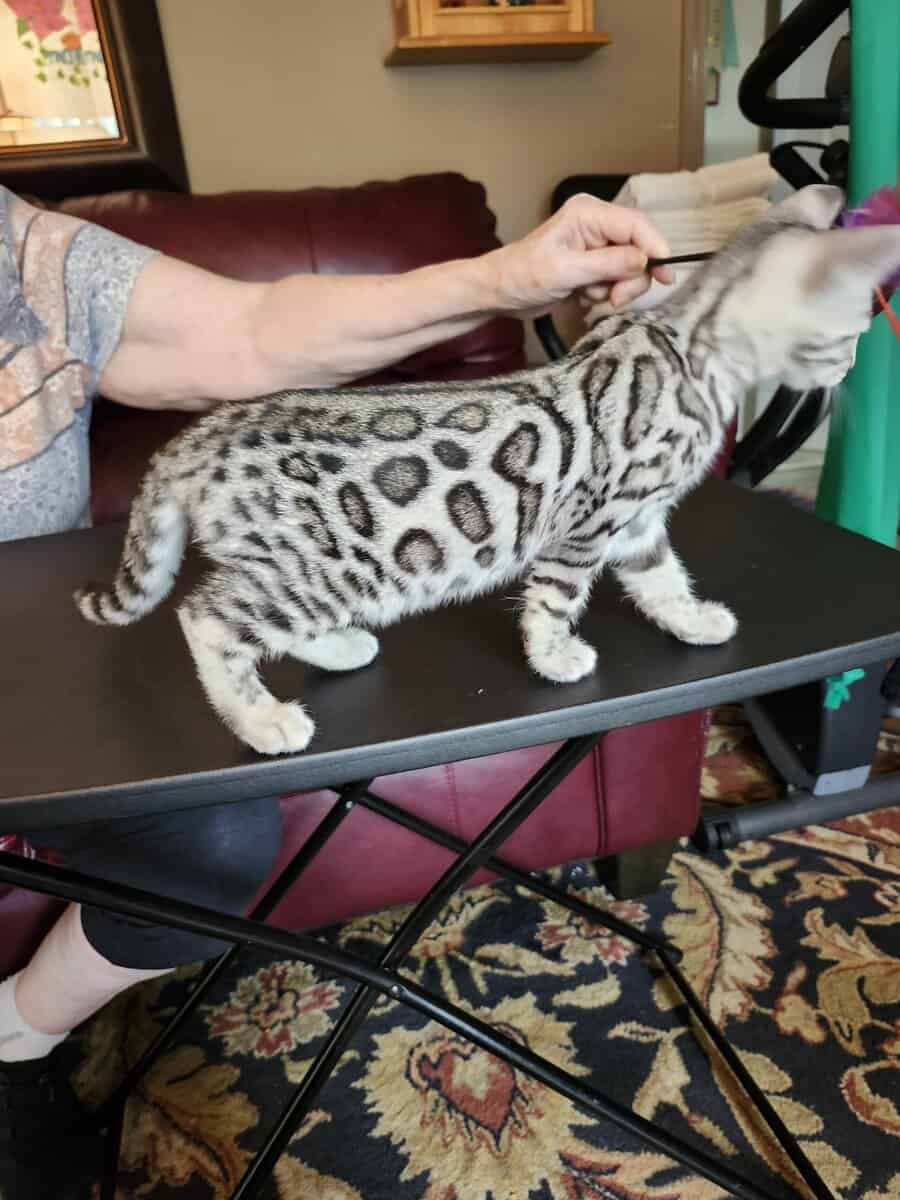 Bengal beauty on the Florida panhandle ! image 4