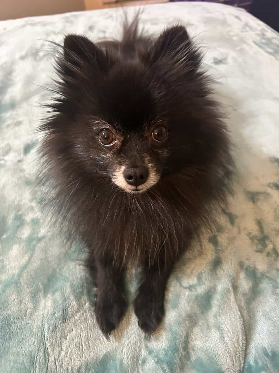 Pomeranian image 8