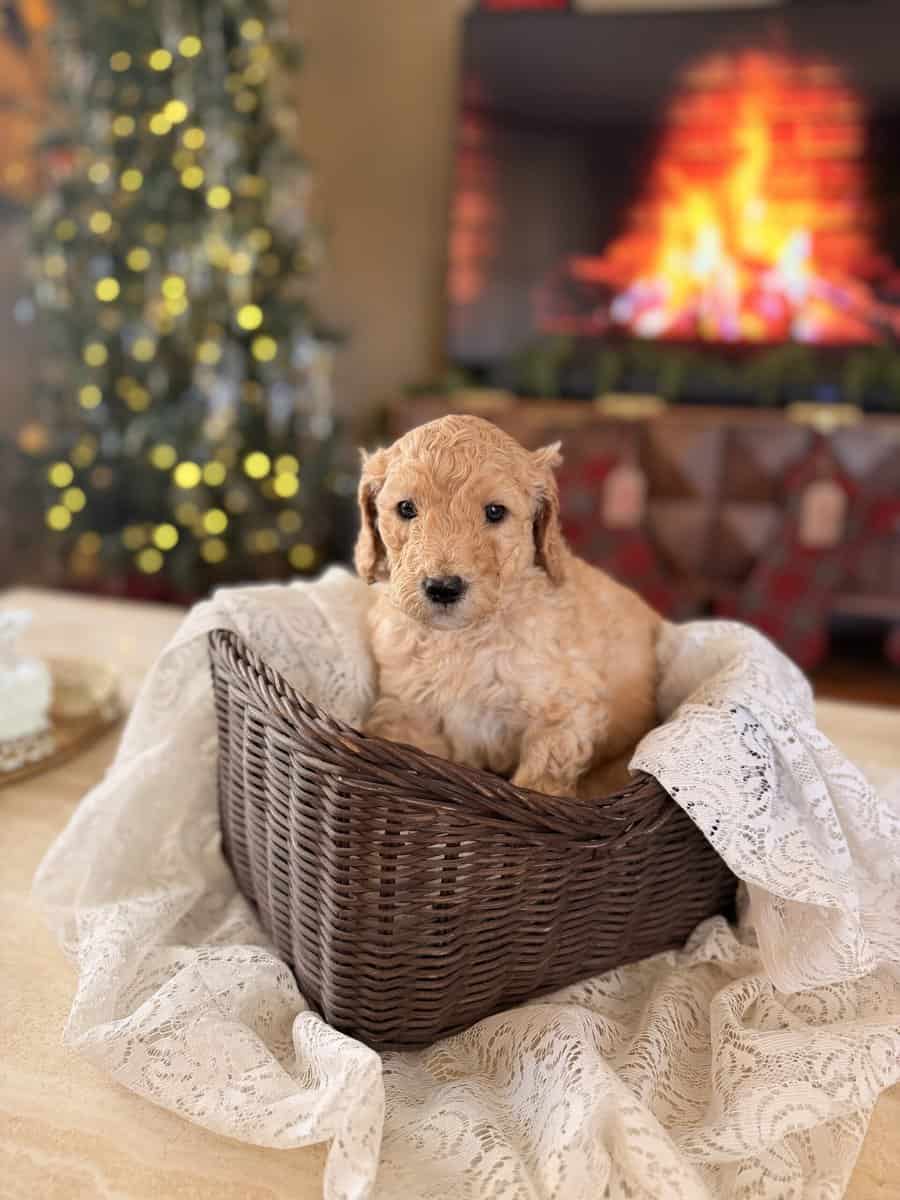 Standard Poodle puppies image 4