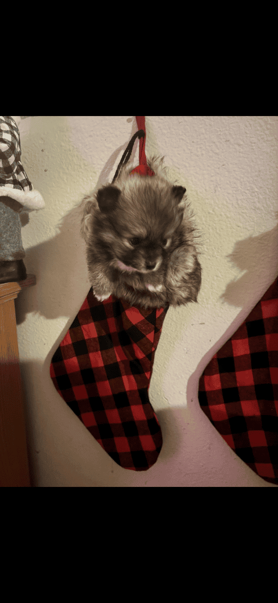 Pomeranian puppies image 5