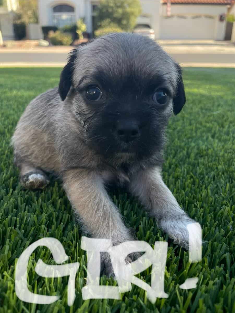 Pug & Terrier image 3