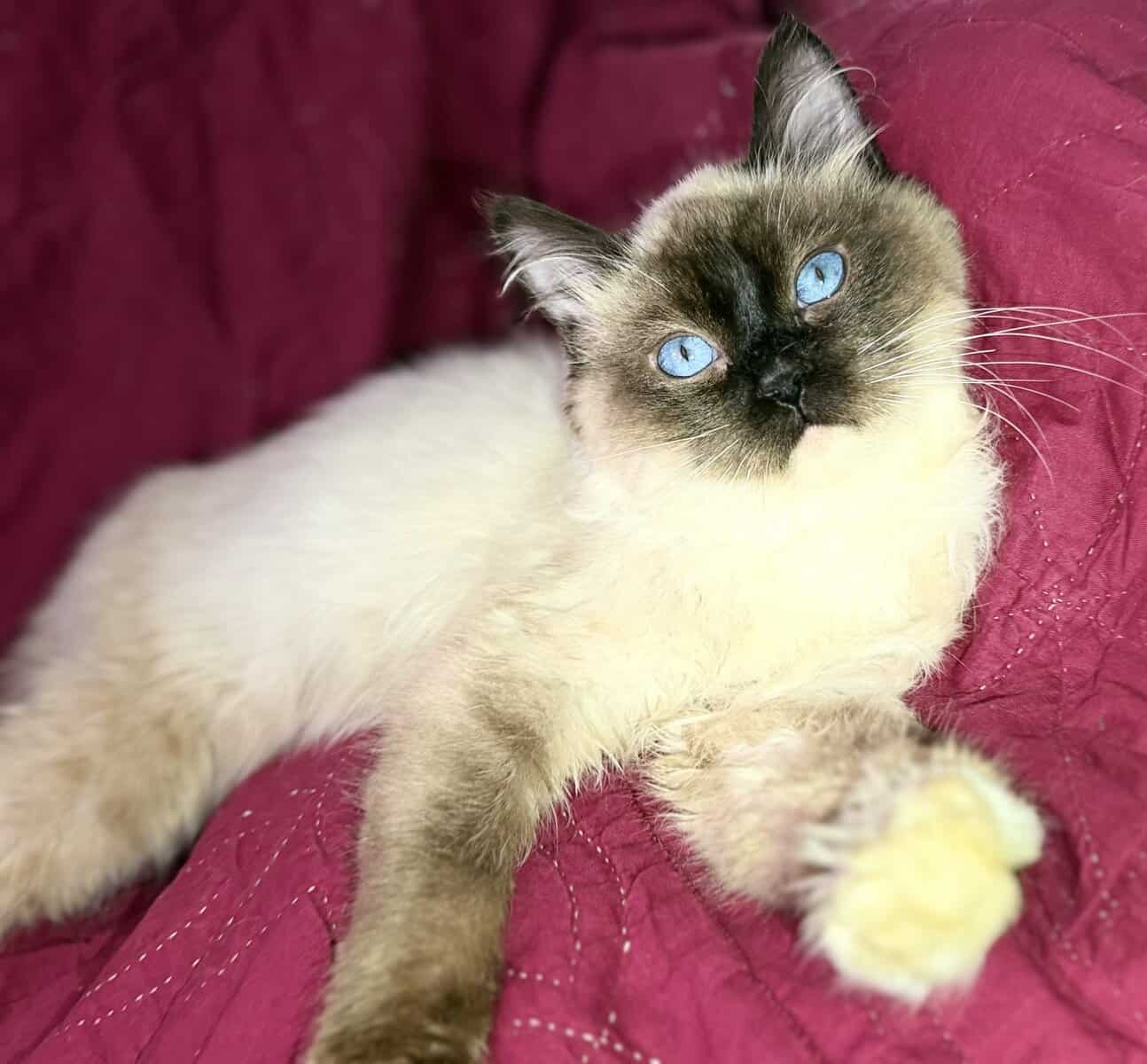 Pure Breed Rag doll Fig Newton kitten image 7