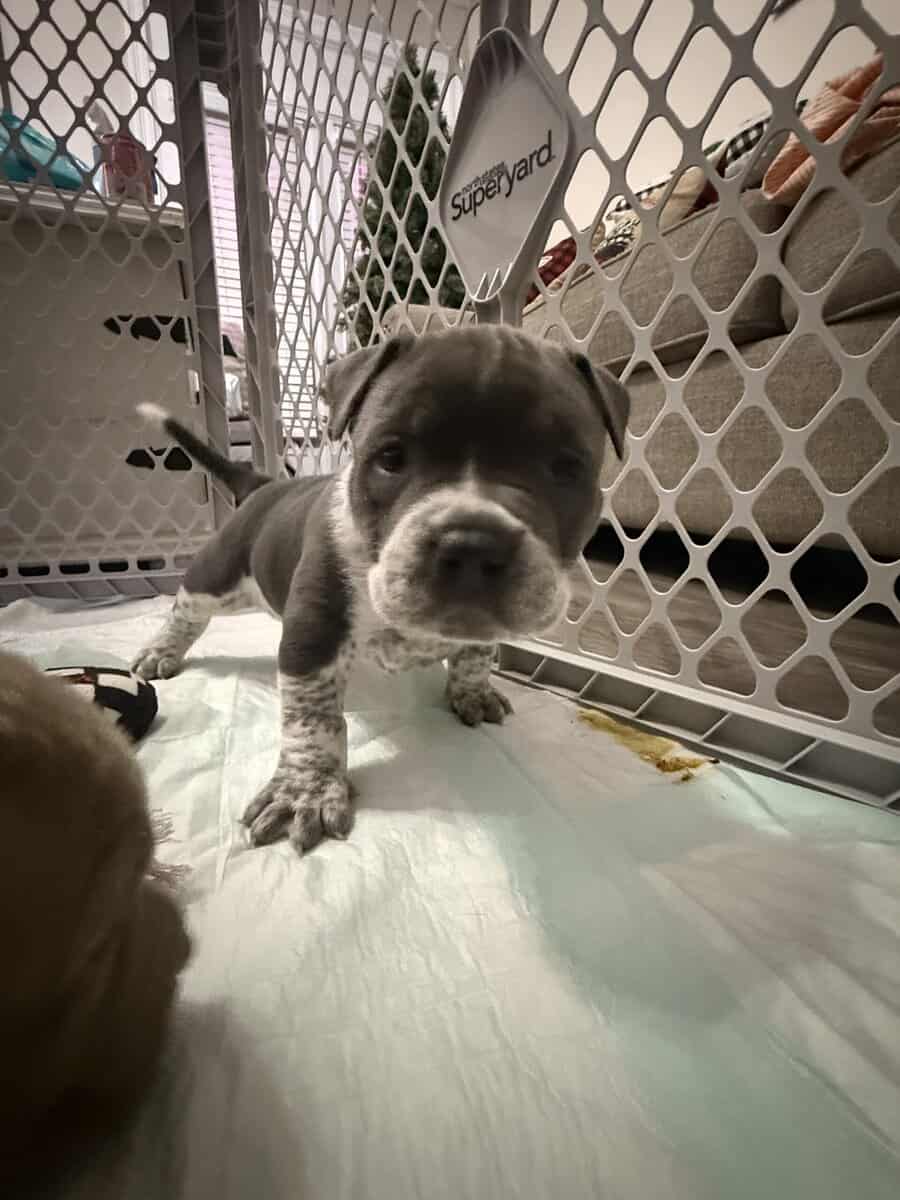 Blue tic pocket bully male image 6