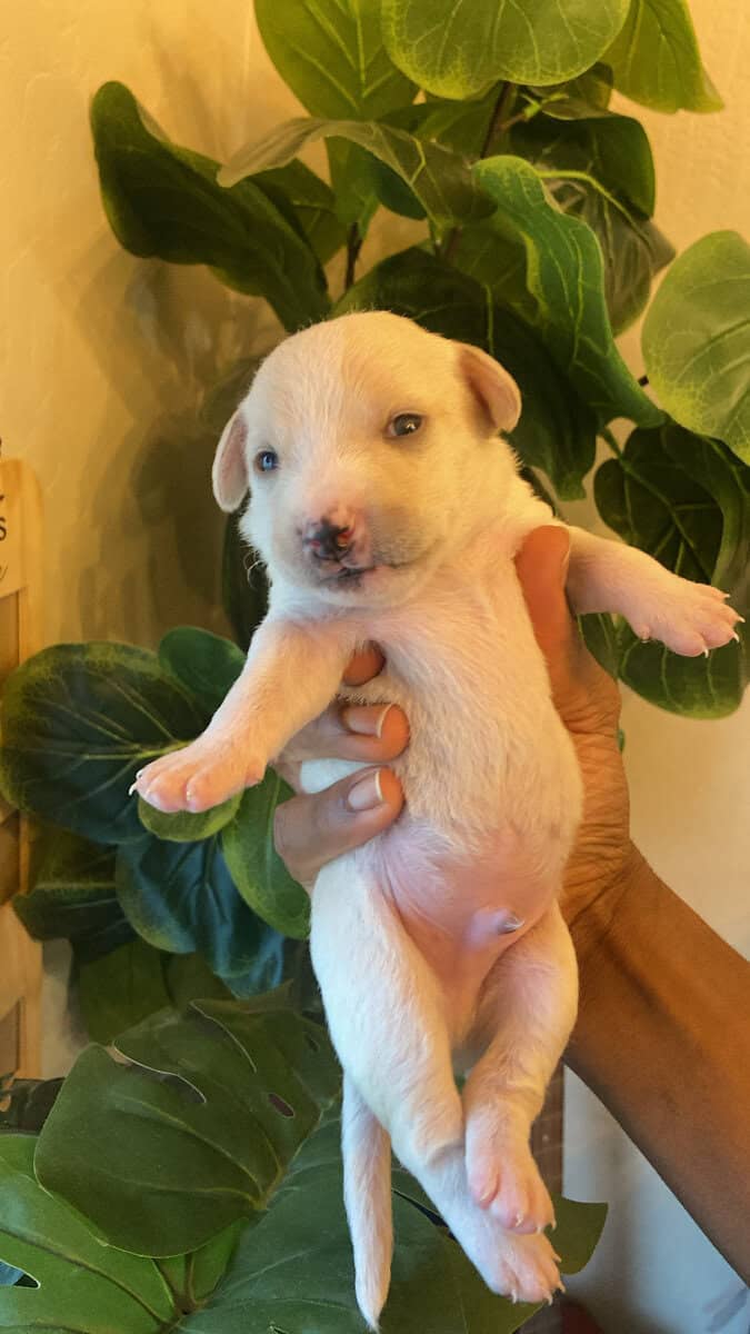 Puppies for Sale image 4