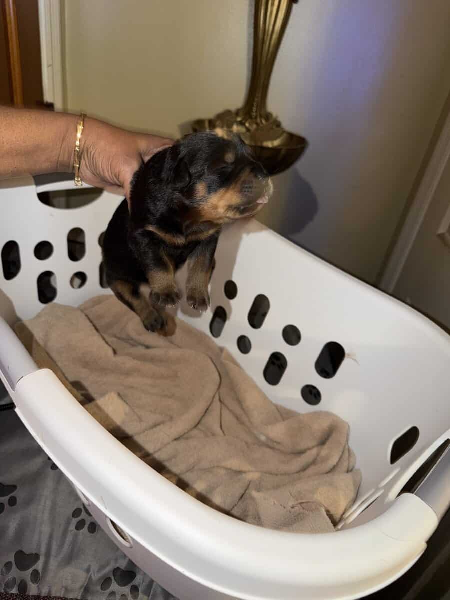 Rottweiler puppies image 2