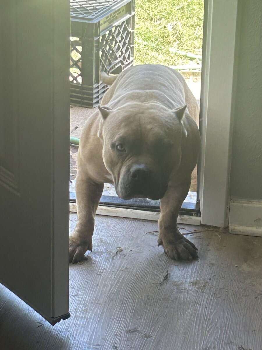 Bully image 1