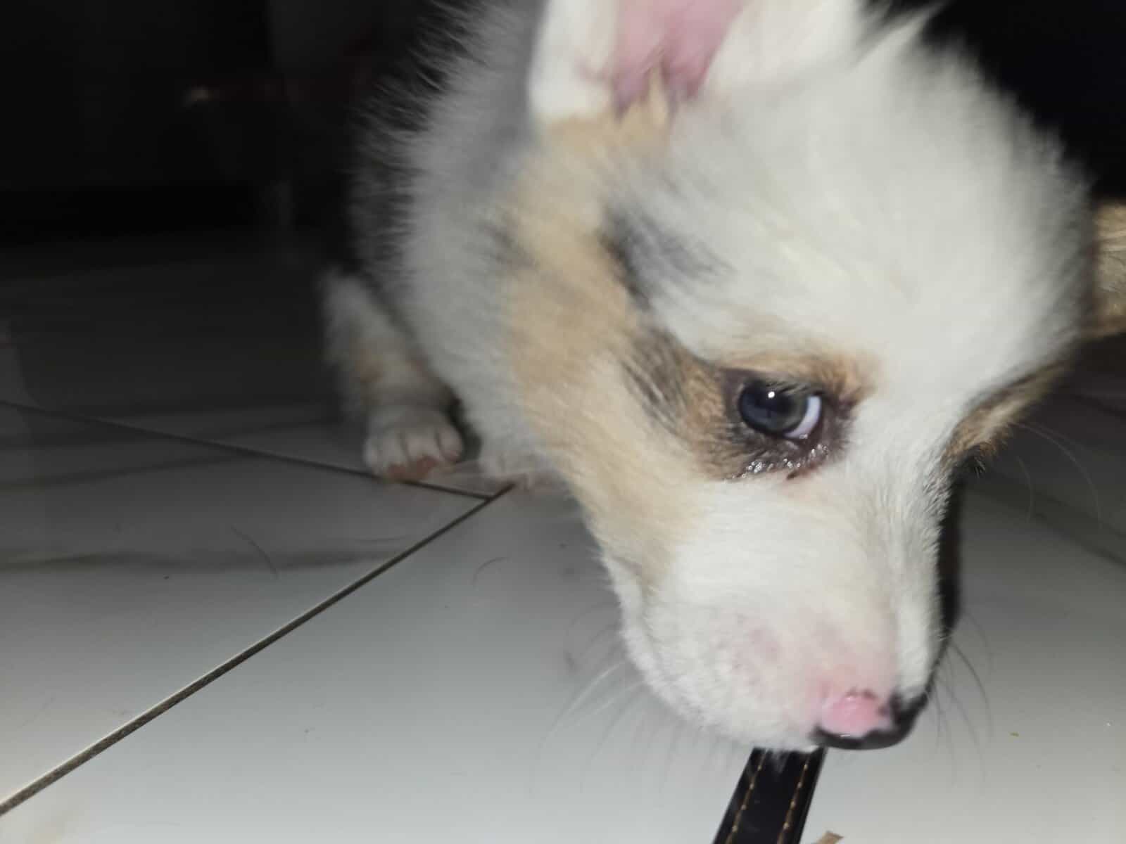 American corgi image 9