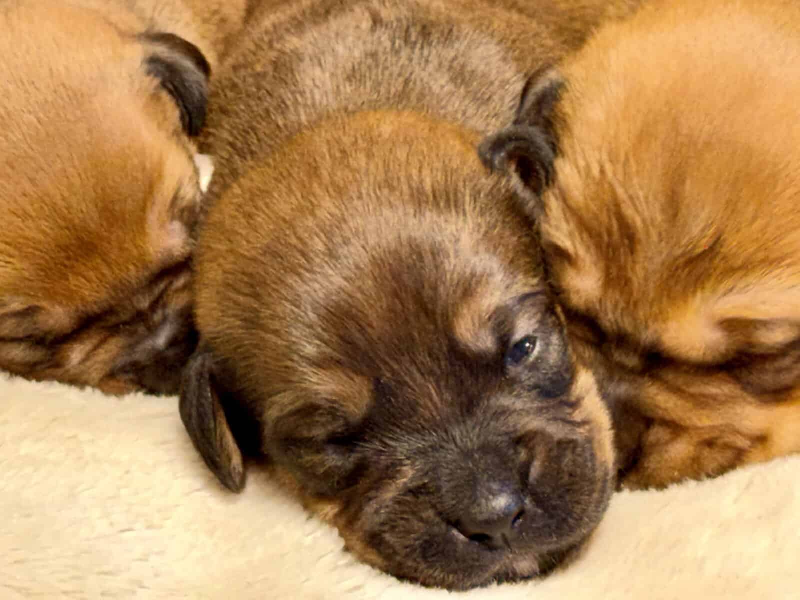 Rottweiler/Boxer puppies image 4