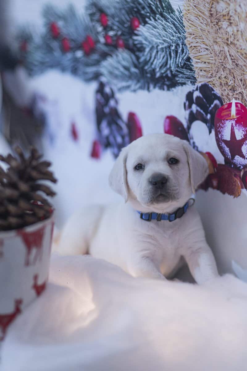 Christmas Puppies Available image 5
