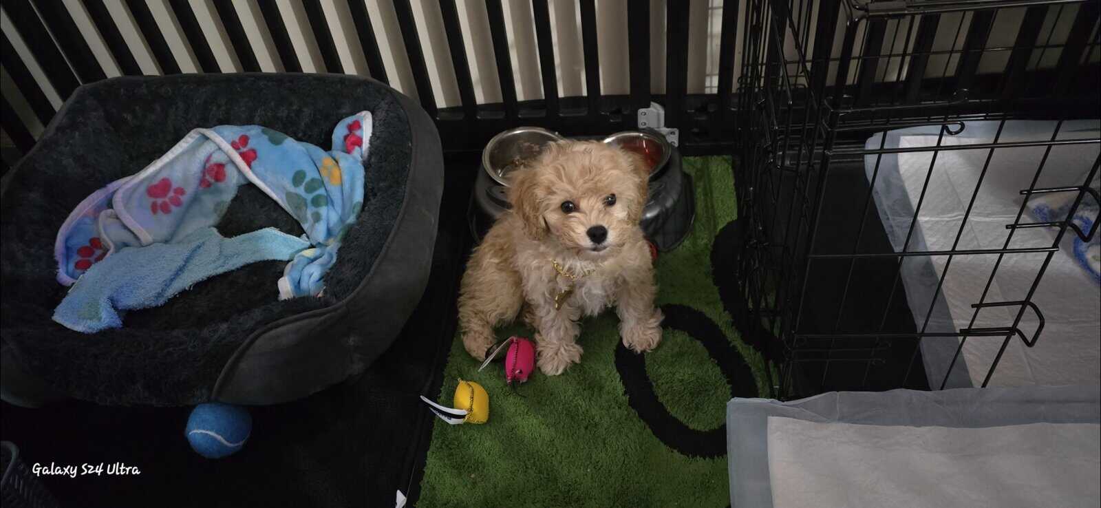 12 WK OLD MALE COCKAPOO image 9