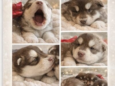 Alaskan malamute for sale