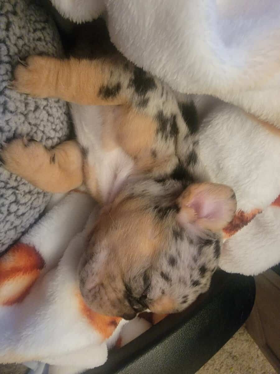 AKC French Bulldog Puppies - Ready NOW! image 5