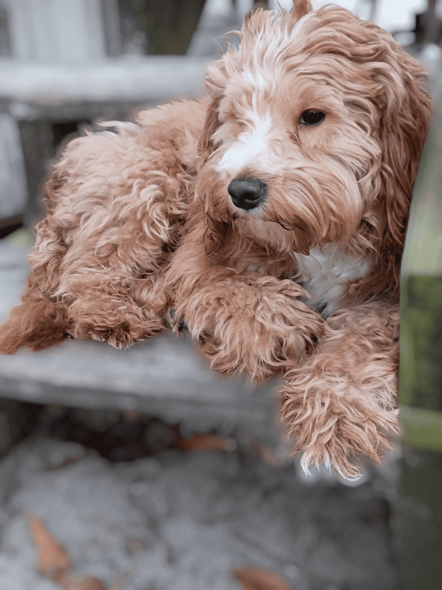 Cockapoo/Doodle Mix Puppy- Potty Trained image 6