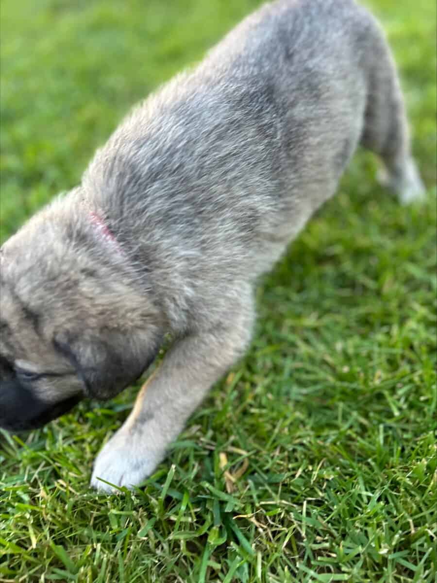 Anatolian and German Shepherd 50-50 mix image 6