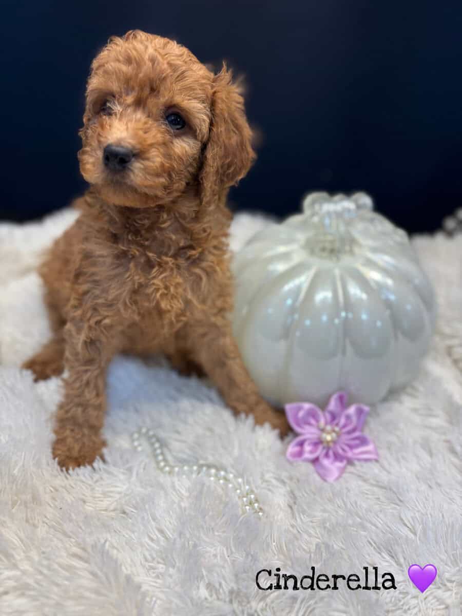 F1BB GoldenDoodle Girls image 3