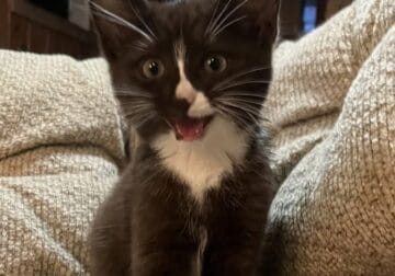 Kittens need a home!