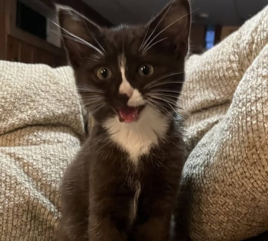 Kittens need a home! image 1