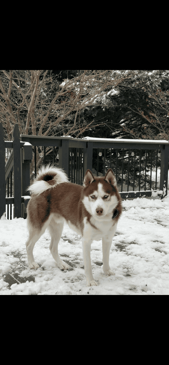 Purebred Siberian Husky – Blue Eyes – Excellent Co image 2