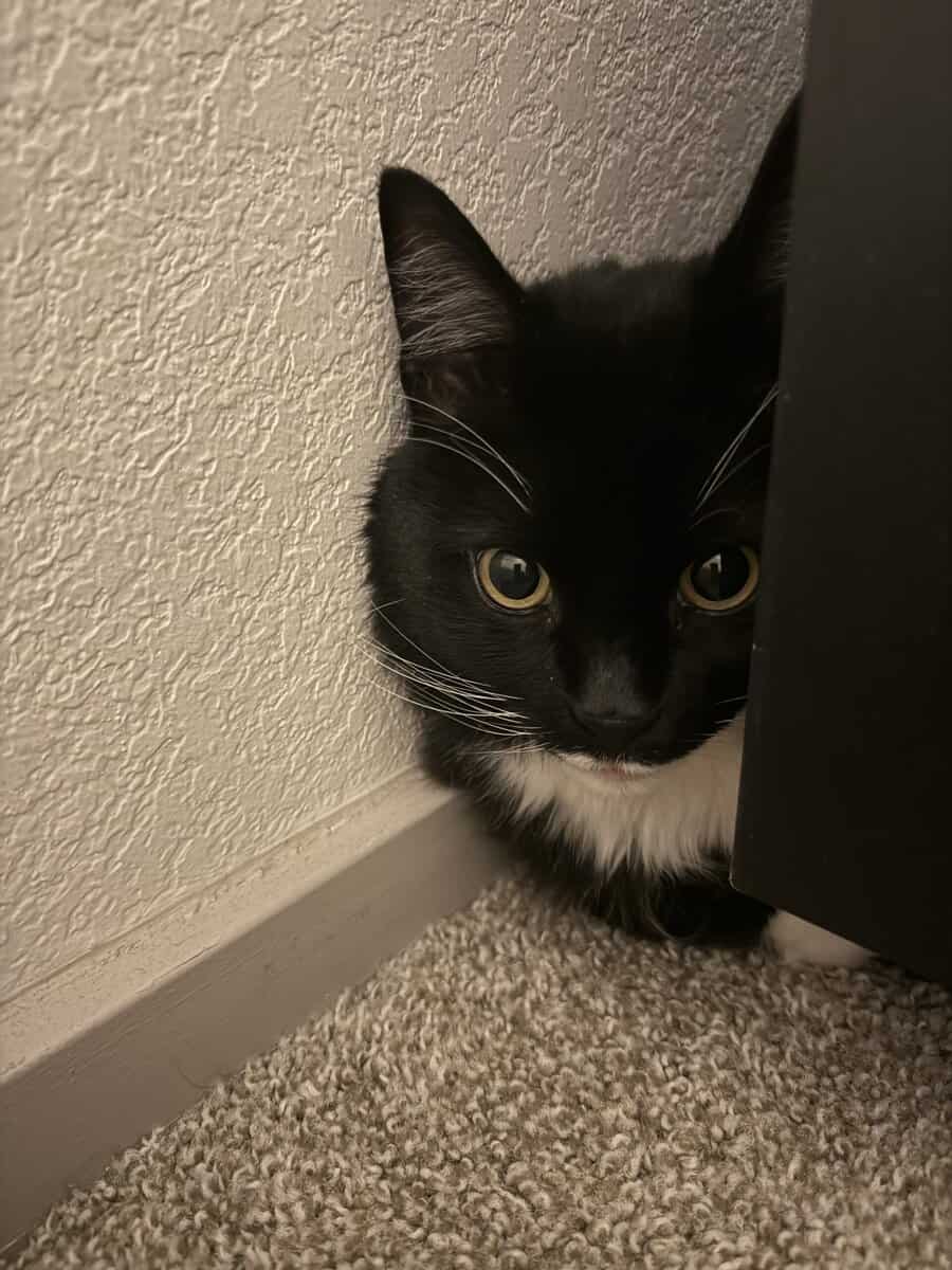 Domestic Shorthair needing a new home for FREE image 2