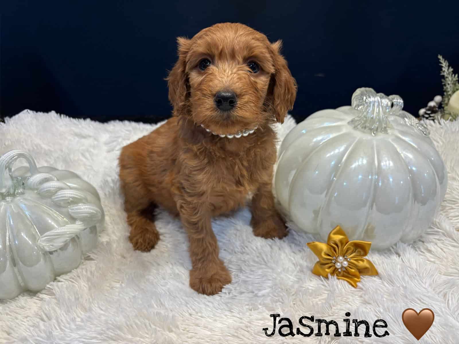 F1BB GoldenDoodle Girls image 4