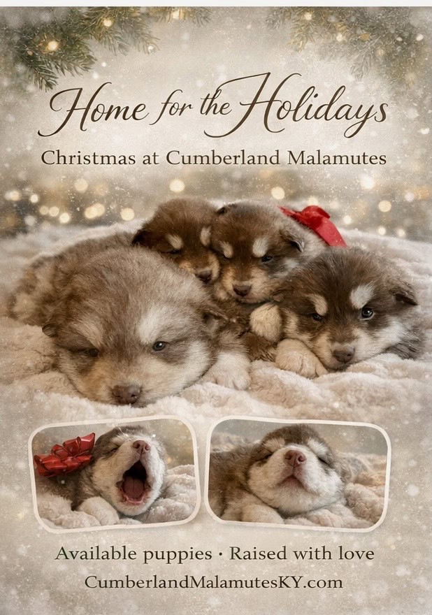 Alaskan malamute for sale image 2