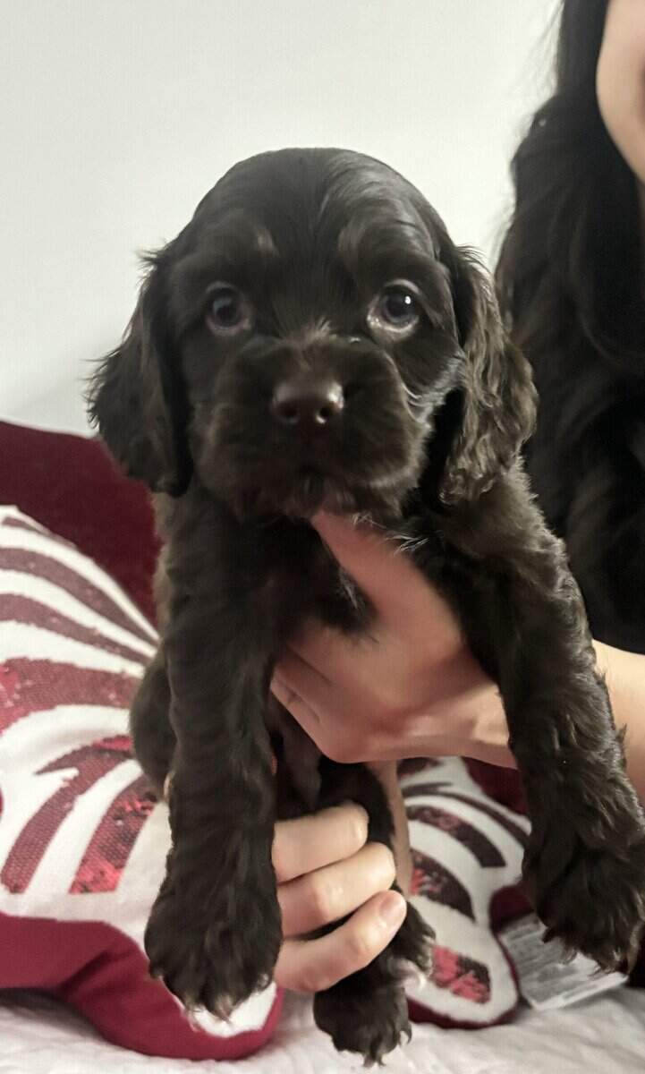 Three chocolate cocker spaniels (male) for sale image 5