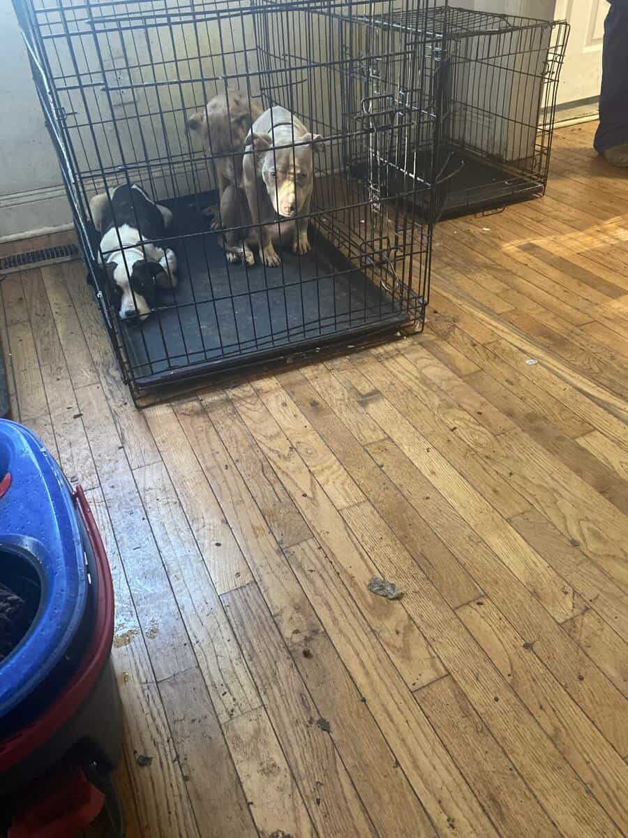 Puppies for sale image 1